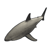 Sharks