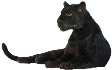 Panthers