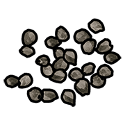 White Seeds